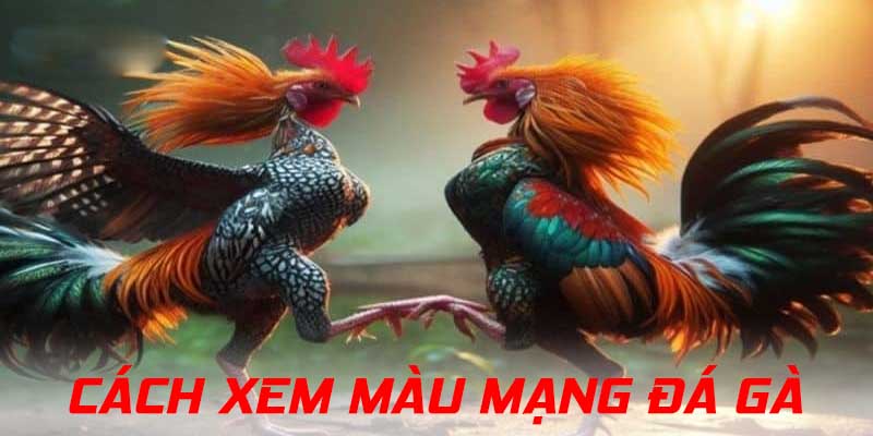 Hướng dẫn xem mạng gà đá hiệu quả