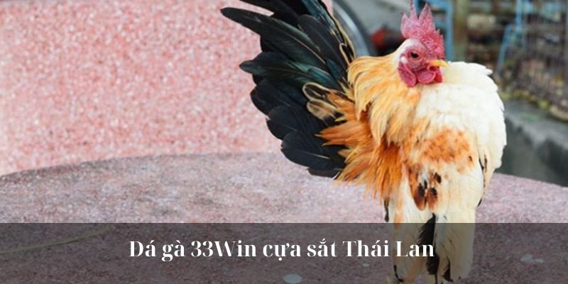 Đá gà 33Win cựa sắt Thái Lan 