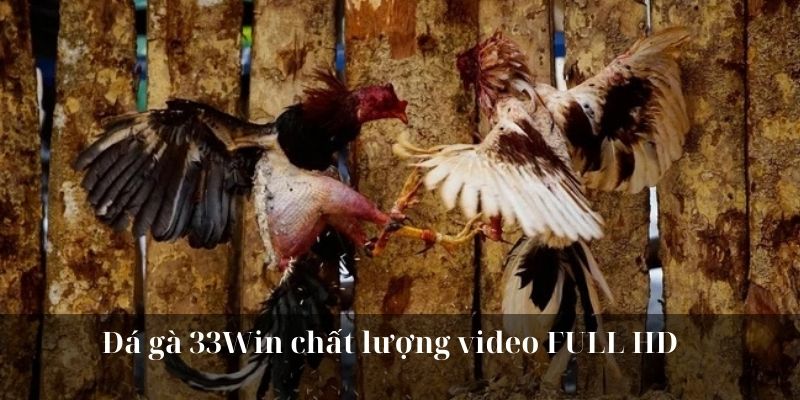 Đá gà 33Win chất lượng video FULL HD 