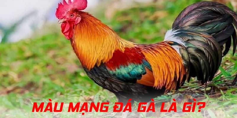 Màu mạng là sự liên quan giữa sắc lông và ngày