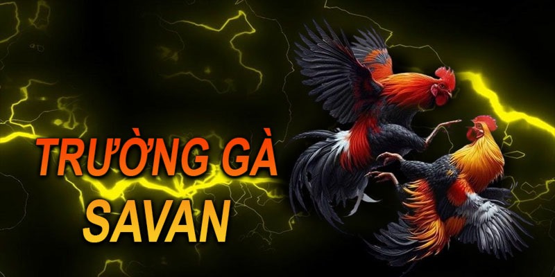 Trường gà Savan luôn mang đến sự uy tín, chất lượng