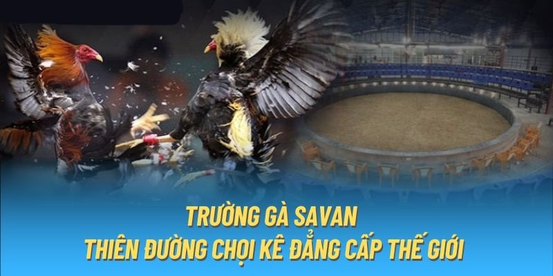 Trường Gà Savan - Sàn Đấu Kịch Tính Nổi Tiếng Tại Châu Á